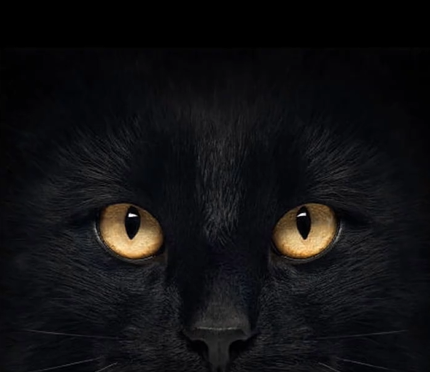 ¿Hay algo más curioso que un gato esté vivo y muerto a la vez? ¿Tú lo entiendes? Por qué yo, no